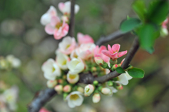 ボケの花　ボケ具合４