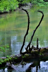 栃木県　戦場ヶ原にて３