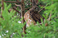 アオバズクさん３