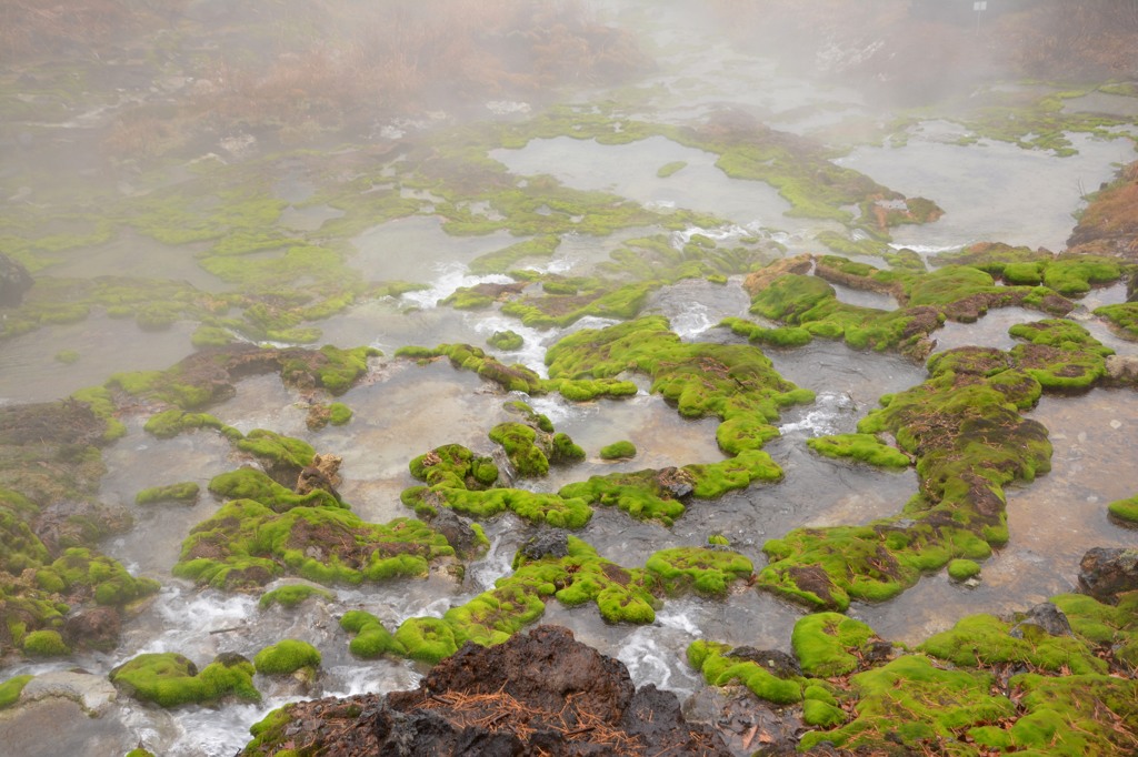 チャツボミゴケはやっぱすごい