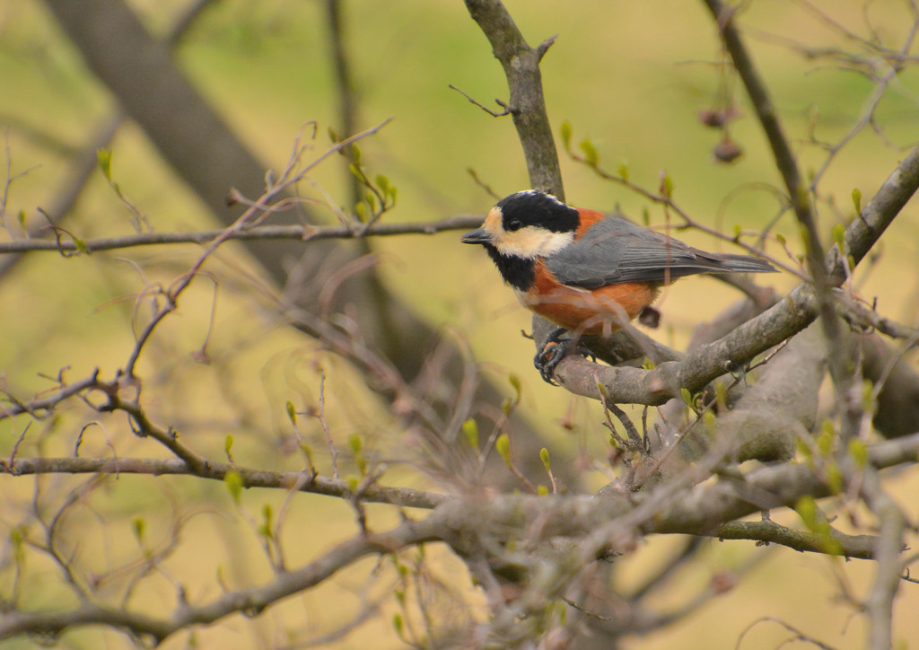 ヤマガラ１＜嘉多山公園＞
