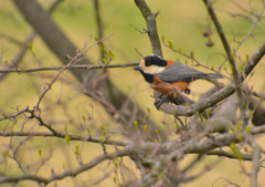 ヤマガラ１＜嘉多山公園＞