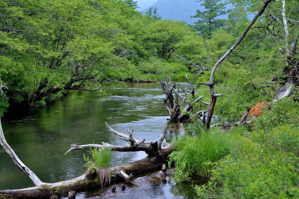 栃木県　戦場ヶ原にて１