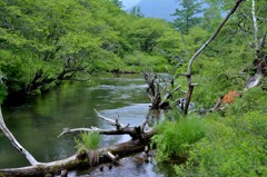 栃木県　戦場ヶ原にて１