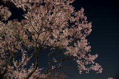 夜桜、、、