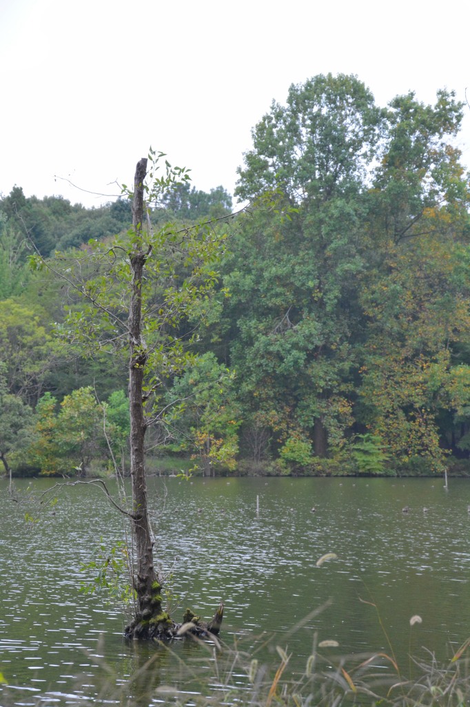 真岡市　井頭公園