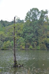真岡市　井頭公園