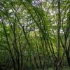 伊香保森林公園にて４