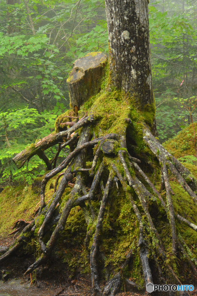 大蜘蛛（高見石〜白駒池）