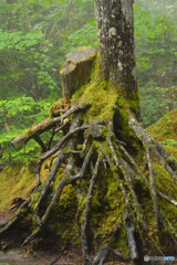 大蜘蛛（高見石〜白駒池）