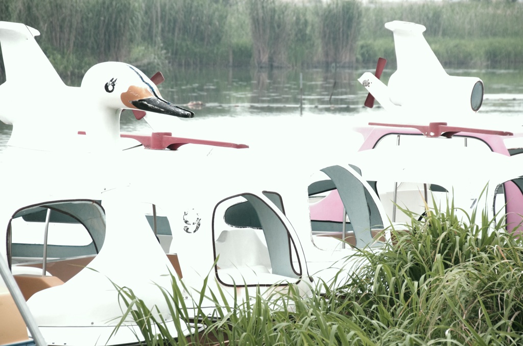 bird watching