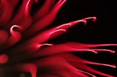 夜の花