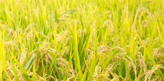 201408_16_1 (2 - 4)