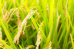 201408_16_1 (1 - 4)