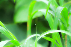 朝露