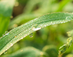 Morning dew