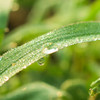Morning dew