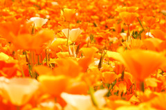 A carpet of flower petals