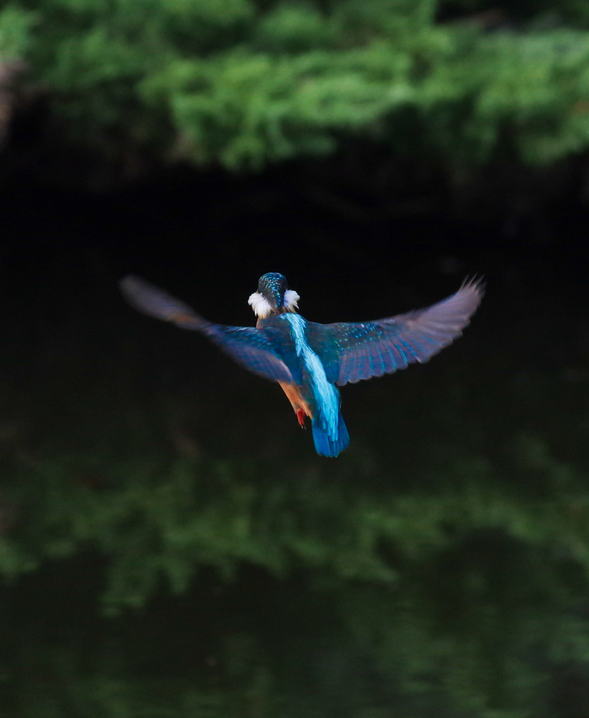 やっと撮れた飛んでいるカワセミ連写４