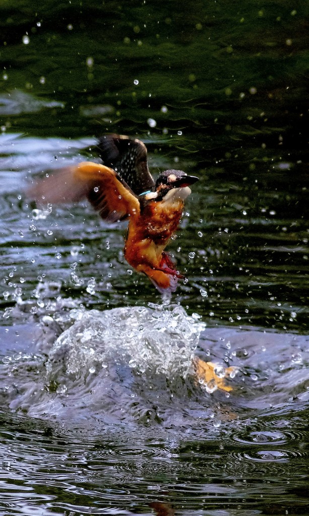 お魚捕れなかったが、写真は、撮れました。