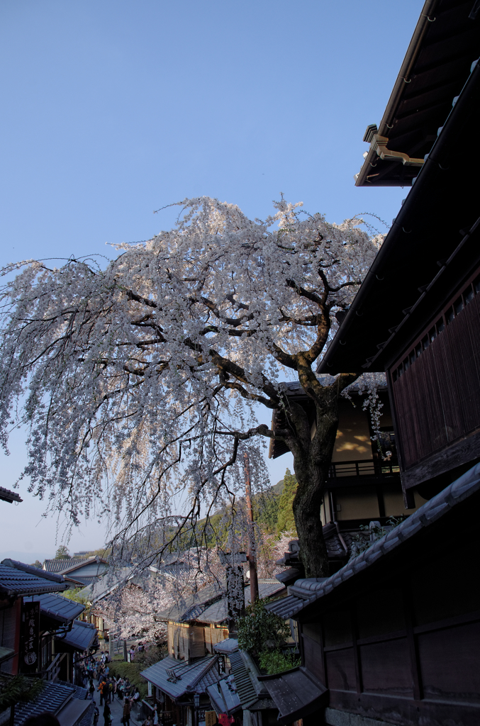 明保野亭　枝垂れ桜　Ⅵ