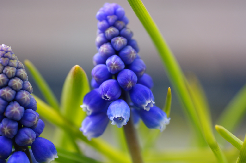 三分咲き・・・