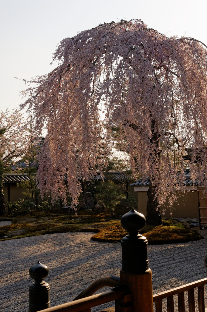 夕暮れの枯山水・・・枝垂れ桜