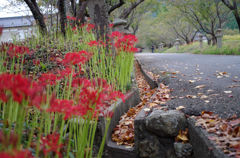 桜の枯葉も色気あり