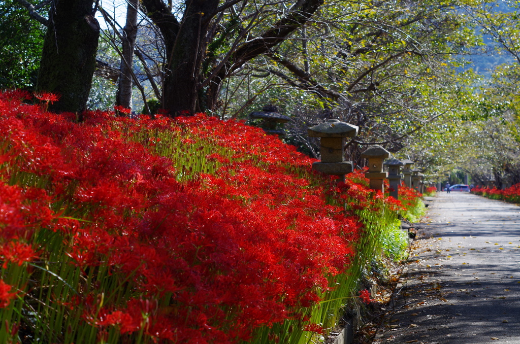 彼岸花参道