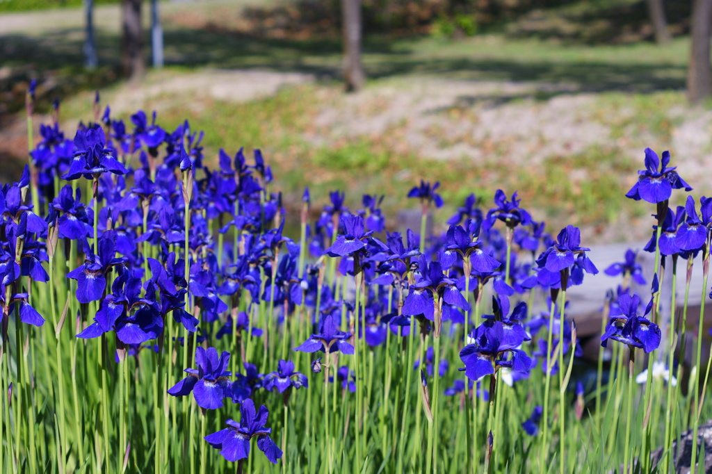 雨が似合うんだけどなぁ