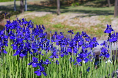 雨が似合うんだけどなぁ