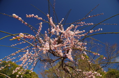 降り注ぐ華