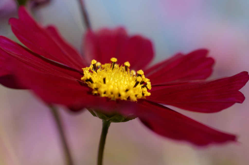 コスモス祭りⅣ