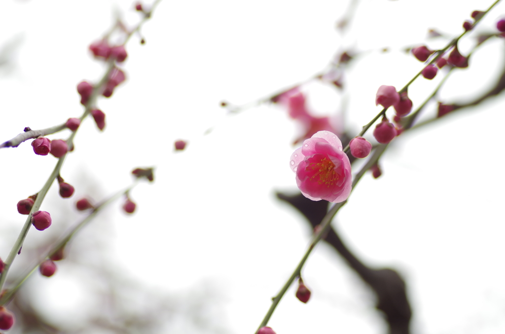 雨に、負けない　Ⅲ