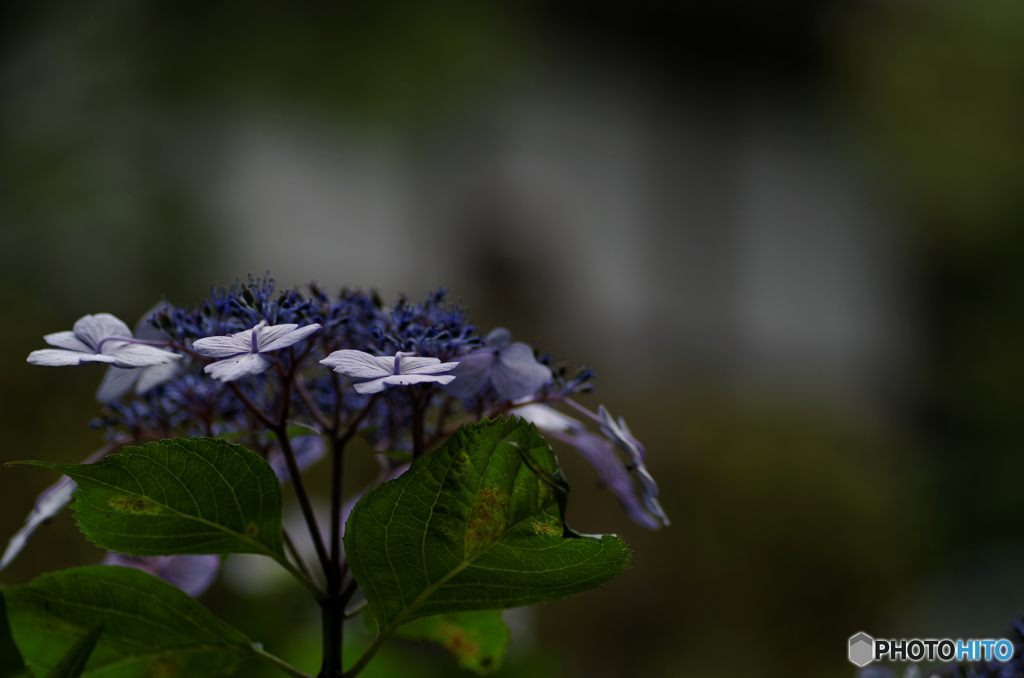 落ち込んだ紫陽花