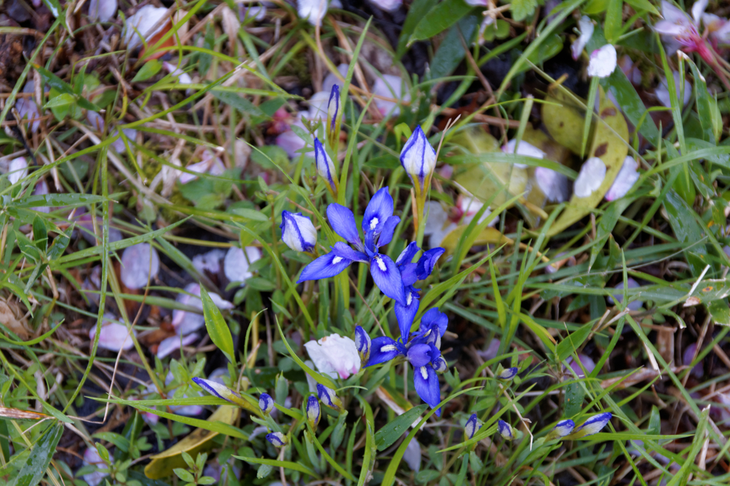 今だけの桜とｱﾔﾒ