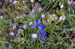 今だけの桜とｱﾔﾒ