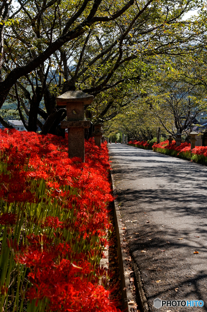 紅い観客