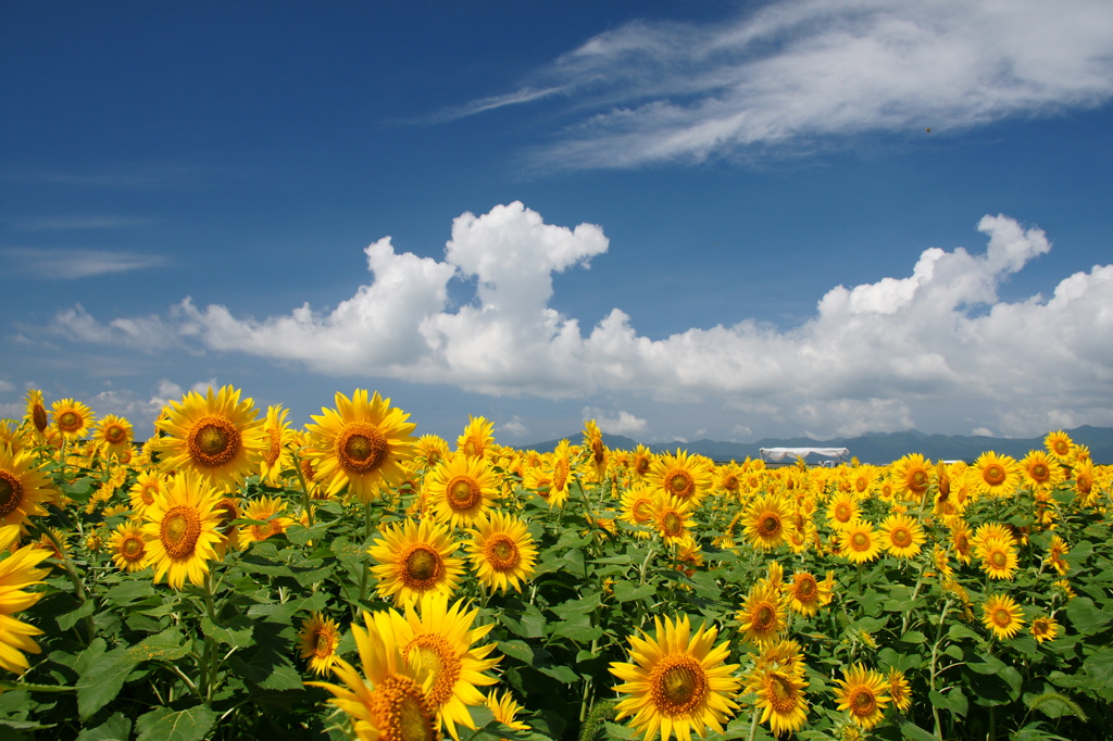 夏空と夏花の海 by 暁 （ID：3663547） - 写真共有サイト:PHOTOHITO