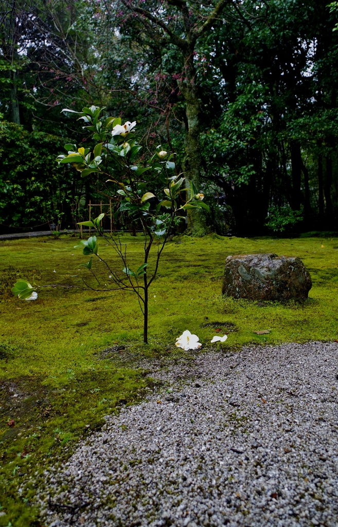 雨の白椿