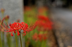 参道の紅Ⅲ