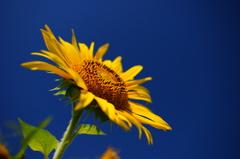 太陽の物真似Ⅱ