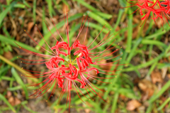 イメージは花火Ⅱ