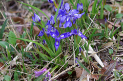 小さなアピール