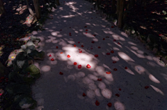 何処歩こう・・・Ⅱ