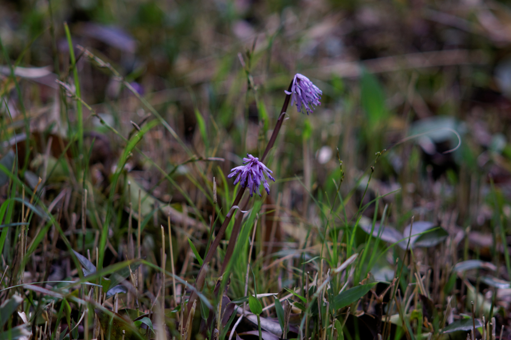 小さなアピールⅡ