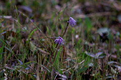 小さなアピールⅡ