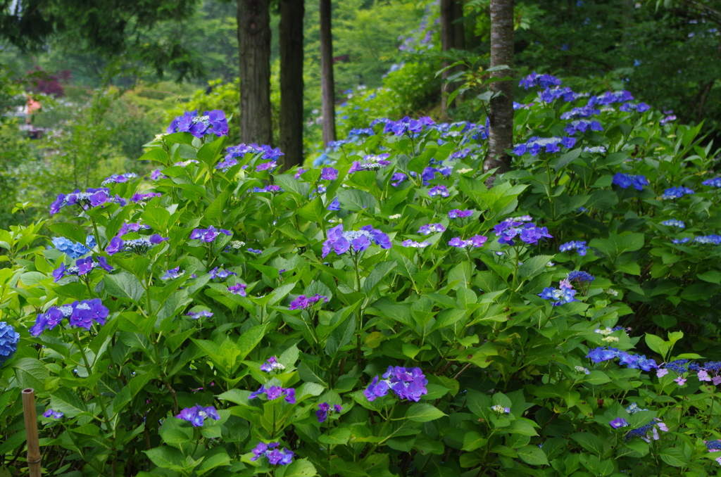 紫陽花浴