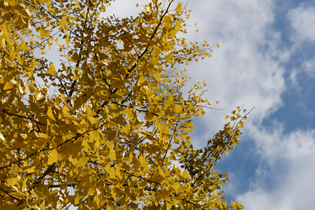 龍蔵寺の紅葉Ⅱ