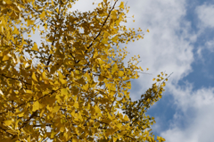 龍蔵寺の紅葉Ⅱ